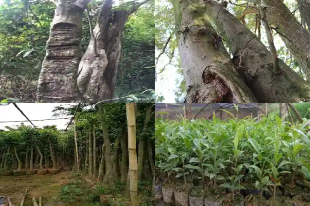 越南芽庄沉香的价值1687219796470 越南芽庄沉香的价值1687219796470