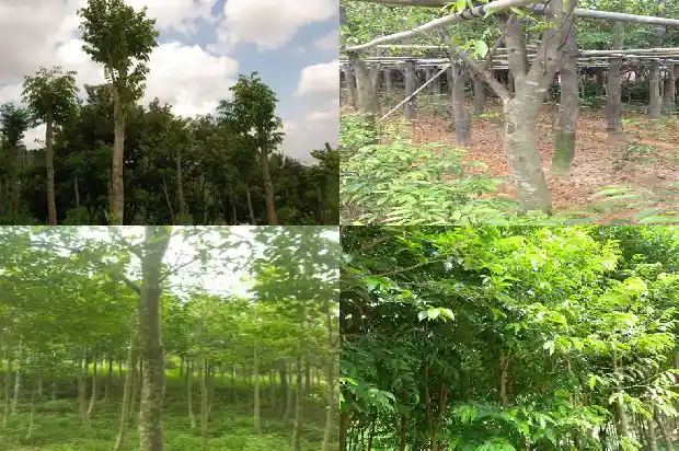芽庄沉香克价1687219873366 芽庄沉香克价1687219873366