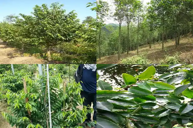沉香有几种1687219896316 沉香有几种1687219896316