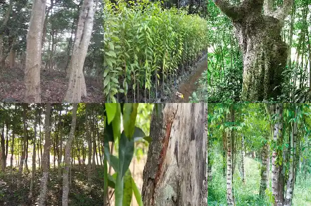沉香有几种1687219896460 沉香有几种1687219896460