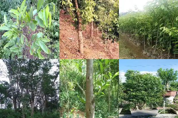 广南沉香价格1693440602761 广南沉香价格1693440602761
