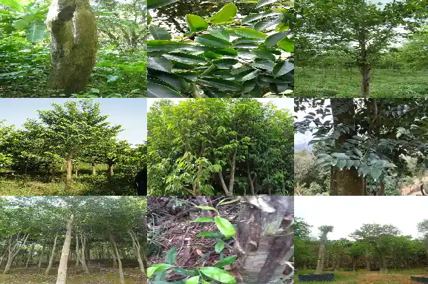 江西沉香树1696205339440 江西沉香树1696205339440