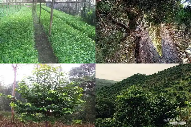 绿奇楠沉香树苗价值1687220055633 绿奇楠沉香树苗价值1687220055633