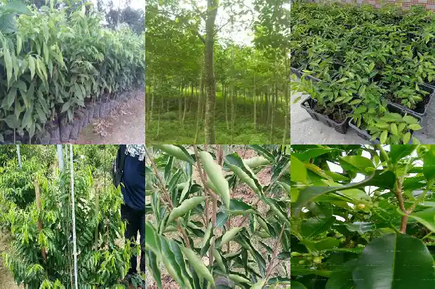 沉香佛珠手串价值1687220098029 沉香佛珠手串价值1687220098029