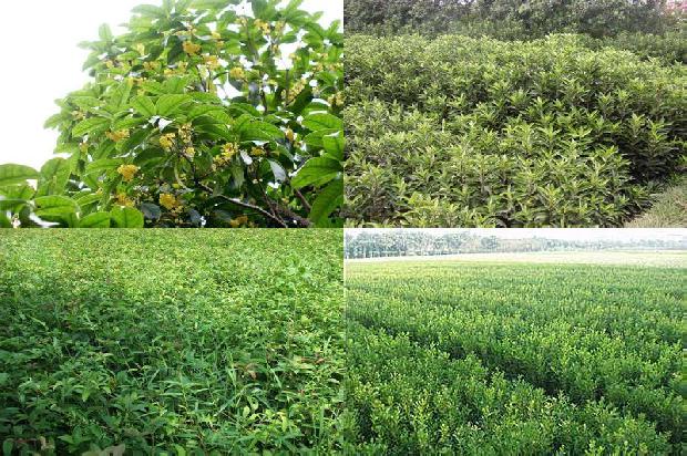 桂花苗(中国桂花树新品种香蜜小桂花树的选育)1658420339945
