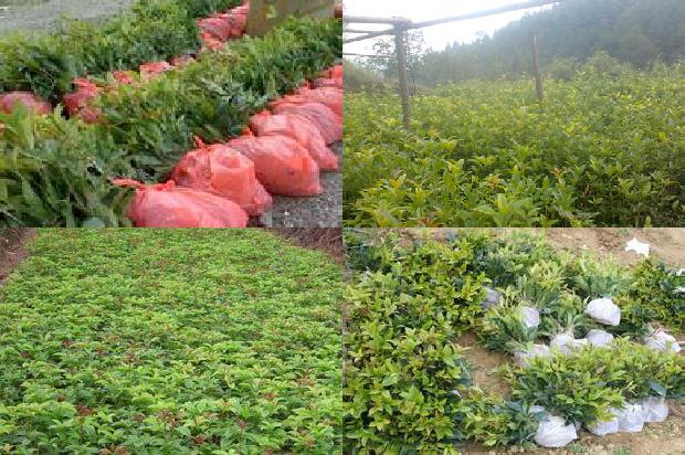 桂花苗「桂花树栽培技术管理措施」