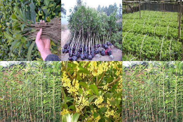 桂花苗-剥桂花树，剥出６万元