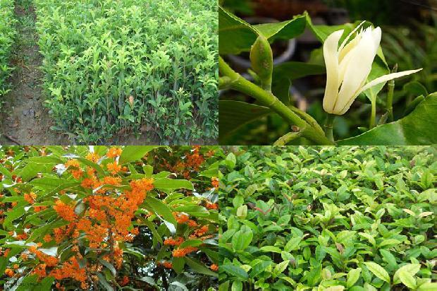 桂花苗_北京地区不同寄主桂花菌核病菌抗药性比较