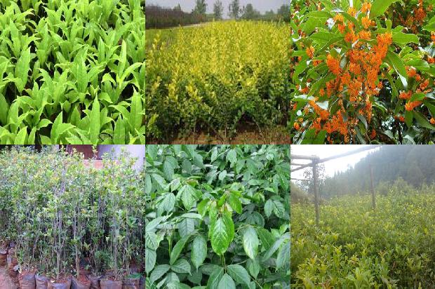 桂花苗_北京地区不同寄主桂花菌核病菌抗药性比较1658421375447