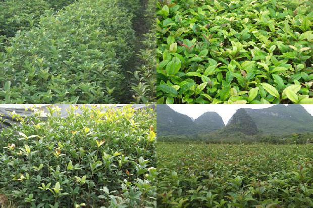 桂花苗-基于近冰温贮藏的南方桂花商品化处理规程1658421559406