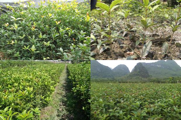 桂花树苗价格:浙北地区桂花设施栽培关键技术