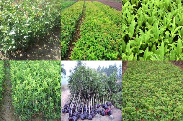 桂花树苗价格-大棚甜瓜—桂花树—莴笋高效种植模式