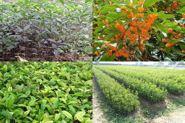 桂花树苗价格_秋延迟桂花无公害栽培技术