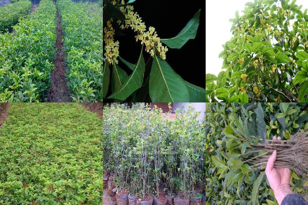 桂花树苗价格_秋延迟桂花无公害栽培技术1658508404530