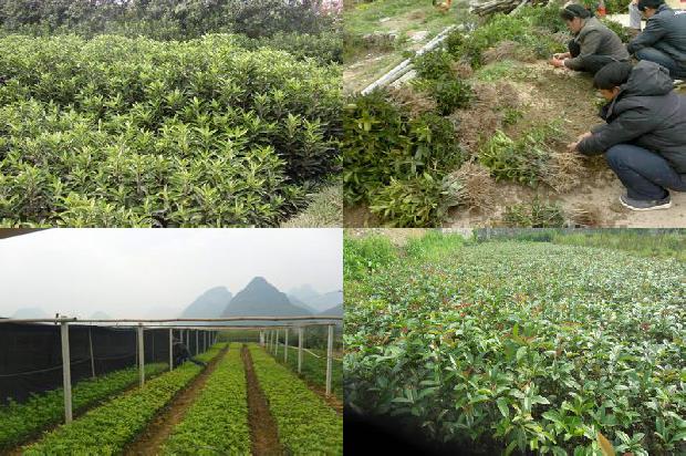 桂花树苗价格[桂花白粉虱的危害与防治]1658508769556