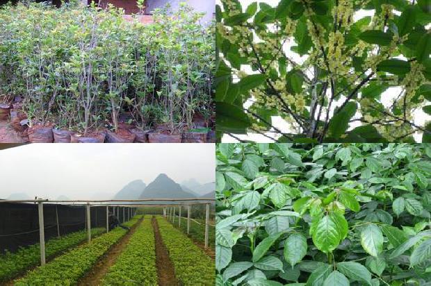 茶叶可以和桂花一起泡吗1689577132412