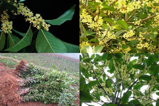 桂花树价格[国家行业科研专项桂花产业项目全面启动]1658679705126