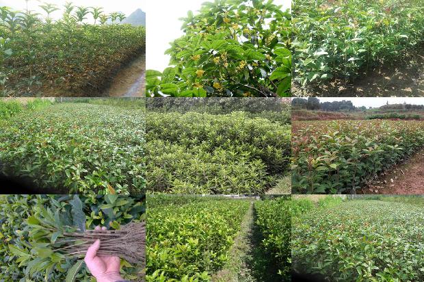 桂花树价格-沼肥在桂花树栽培中的应用研究1658680163253