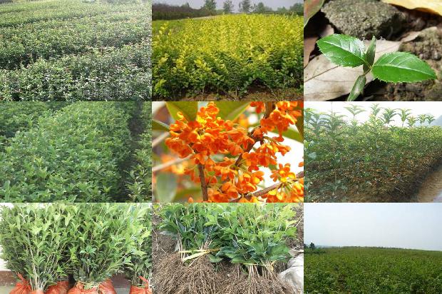 桂花树价格_桂花树食品加工企业废水处理的研究1658680595291