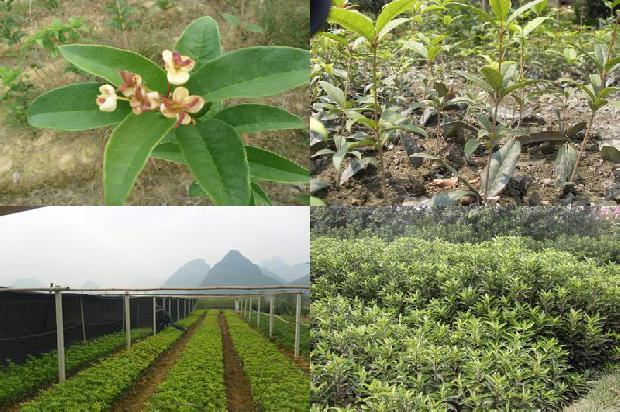 桂花树价格_不同聚丙烯酰胺用量对加工桂花产量及土壤环境的影响1658681046510