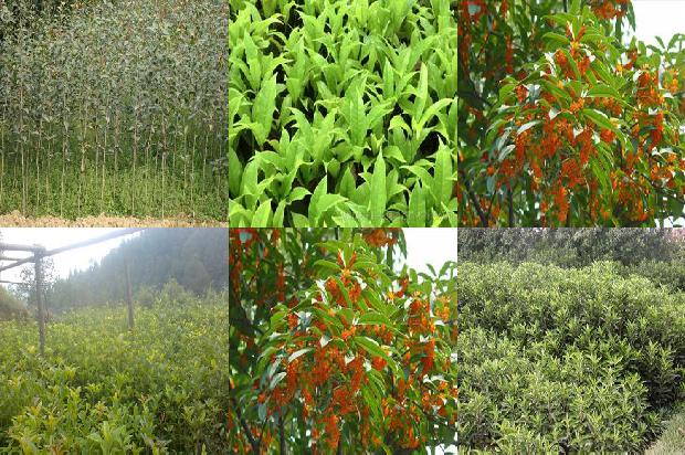 桂花树苗:大棚桂花栽培技术1658853104747