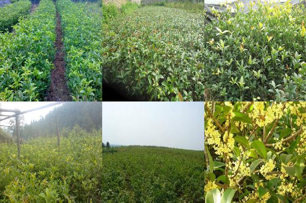 桂花树苗:大棚桂花栽培技术1658853107519