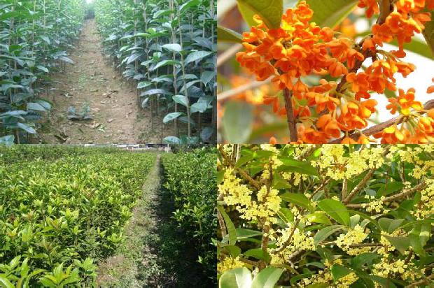桂花树苗[不同南瓜砧木嫁接对桂花植株生长、产量和果实品质的影响]1658853310818