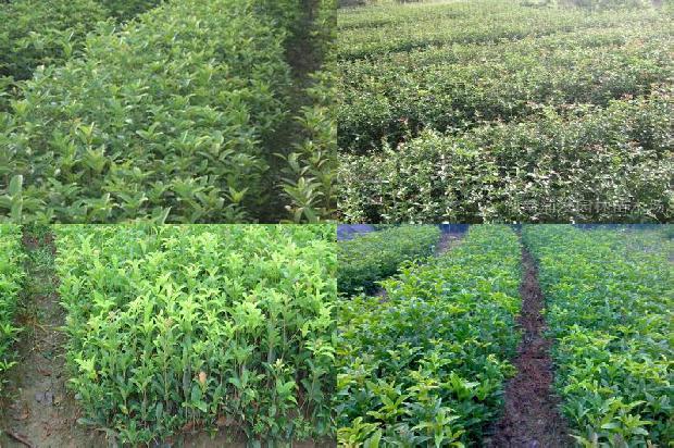 桂花树苗_早春无限生长桂花高产栽培技术研究