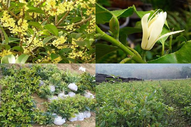 桂花树苗_早春无限生长桂花高产栽培技术研究1658853511808