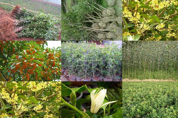 桂花树苗_早春无限生长桂花高产栽培技术研究1658853512462
