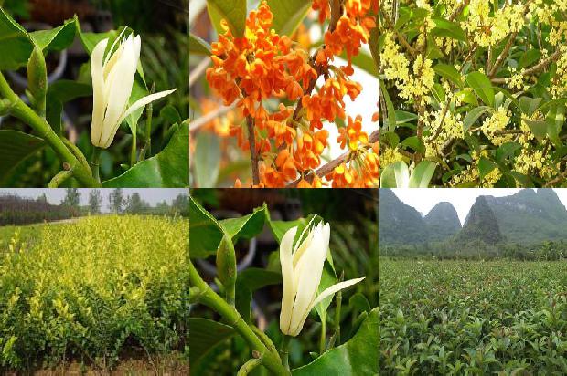 桂花苗(桂花树早期落叶的补救措施)1658939194858
