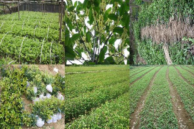 桂花苗_浅谈温室桂花不同生长期的病虫害防治方法
