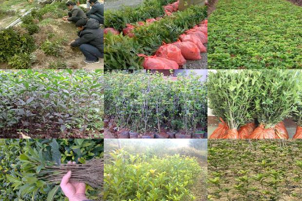 桂花苗_即时通讯工具（IM）在桂花树园艺学教学中的应用研究