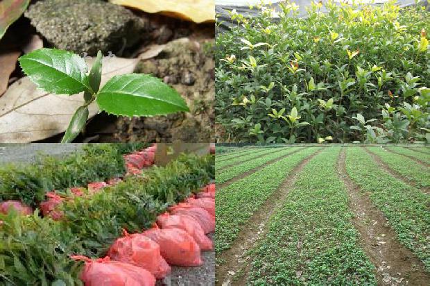桂花苗_即时通讯工具（IM）在桂花树园艺学教学中的应用研究1658939883773