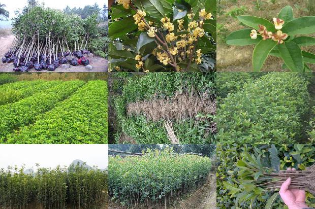桂花苗_即时通讯工具（IM）在桂花树园艺学教学中的应用研究1658939885178