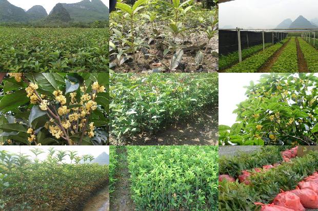 桂花苗-中国园艺学会水生桂花分会10年（2007—2017）1658940233029
