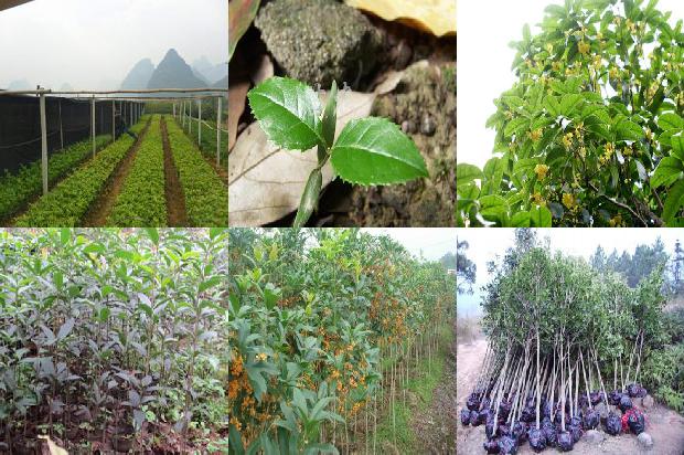 桂花苗-中国园艺学会水生桂花分会10年（2007—2017）1658940233746