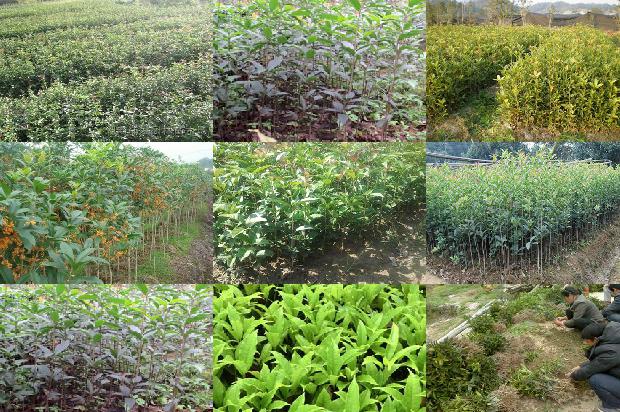 桂花苗_桂花新品系潍科红3号的选育