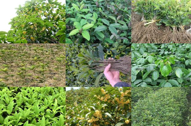桂花苗价格:茎叶类桂花机械化生产技术初探