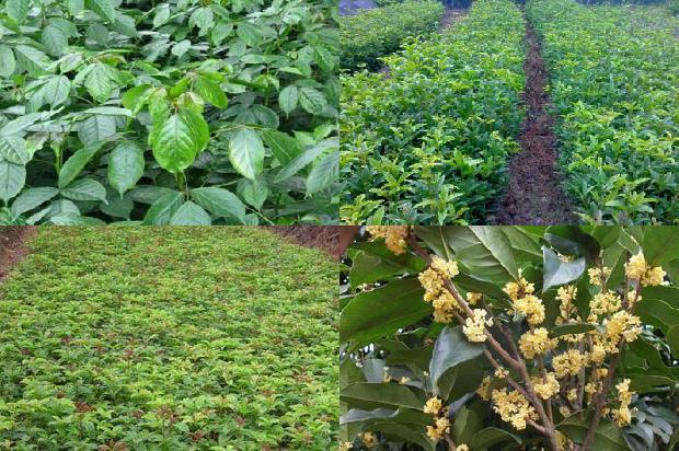 桂花苗价格:茎叶类桂花机械化生产技术初探1659025270306
