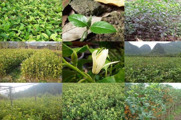 桂花苗价格:茎叶类桂花机械化生产技术初探1659025271042