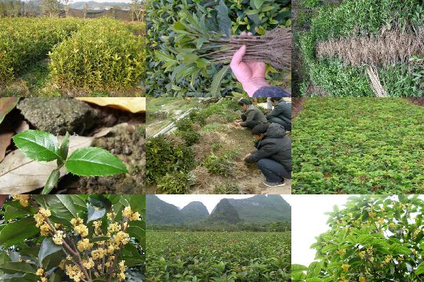 桂花苗价格:茎叶类桂花机械化生产技术初探1659025272523