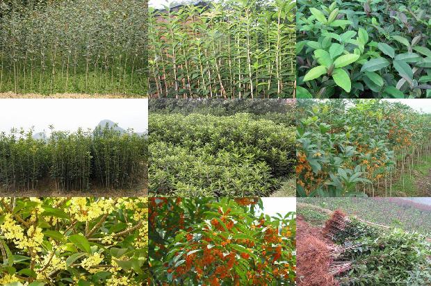 桂花苗价格:茎叶类桂花机械化生产技术初探1659025273277