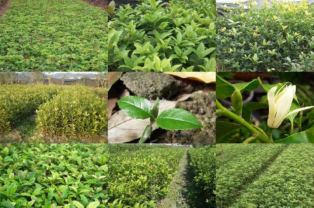 桂花苗价格_桂花树病虫害绿色防治技术