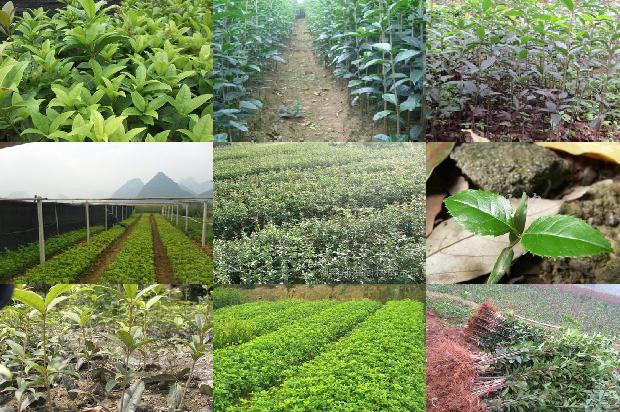 桂花苗价格「三种桂花在2种硒含量土壤中对硒锌铅镉吸收规律的研究」