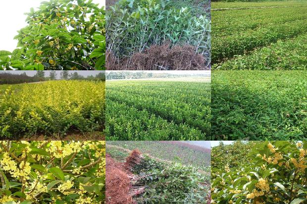 桂花苗价格「三种桂花在2种硒含量土壤中对硒锌铅镉吸收规律的研究」1659025661696