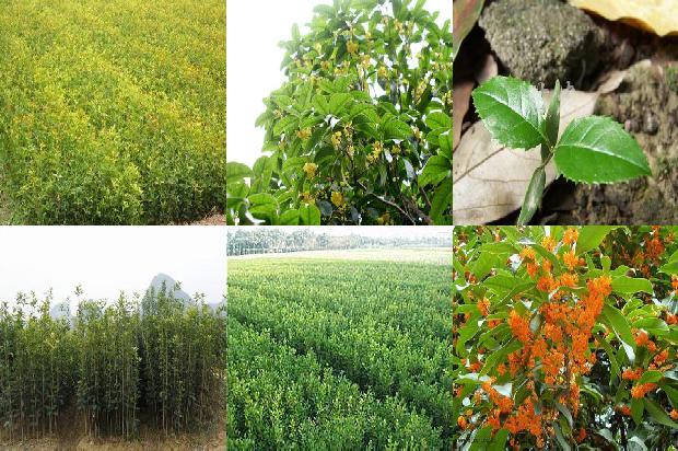 桂花苗价格「三种桂花在2种硒含量土壤中对硒锌铅镉吸收规律的研究」1659025662353