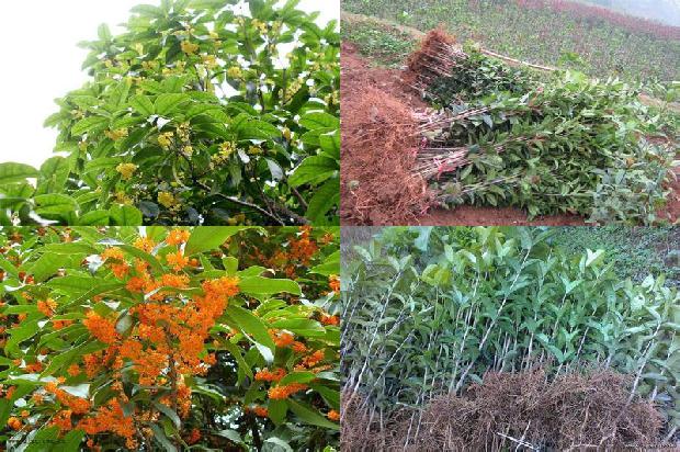 桂花苗价格「三种桂花在2种硒含量土壤中对硒锌铅镉吸收规律的研究」1659025663004