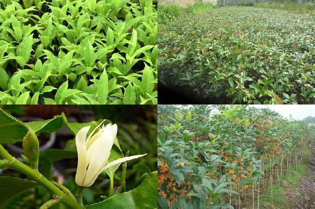 桂花苗价格「三种桂花在2种硒含量土壤中对硒锌铅镉吸收规律的研究」1659025663655