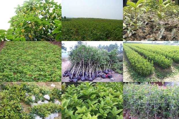 家里的桂花可以泡茶吗有毒吗1689576725579